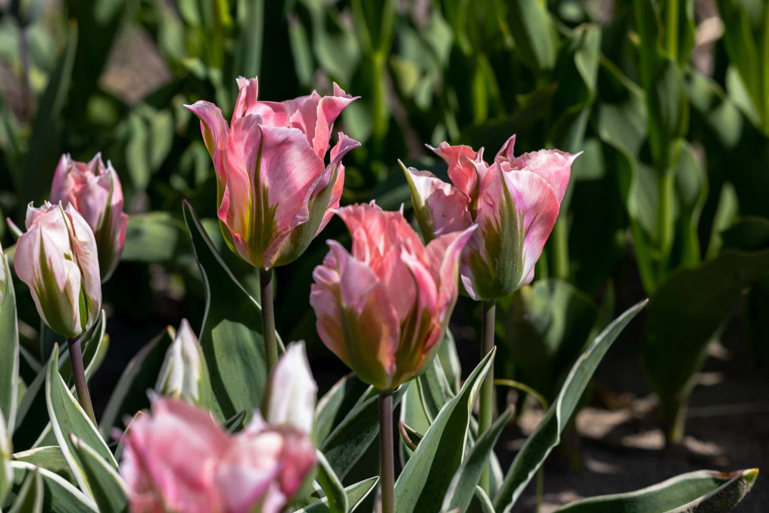 Tulpe 'China Town'